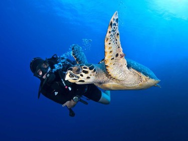 A hawksbill sea turtle swims with a diver.