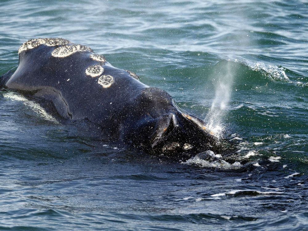 Three endangered North Atlantic right whales found entangled in ropes ...