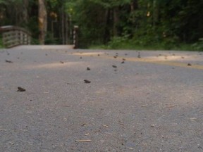 Western toads are seen near Whistler B.C. in this undated handout photo. An annual migration involving tens of thousands of creatures is underway in Whistler, B.C., but observers could miss it if they don't look down. The migration involves up to 40,000 tiny Western "toadlets" as they climb out of Whistler's Lost Lake where they hatched as tadpoles earlier this year and move into the surrounding forest.