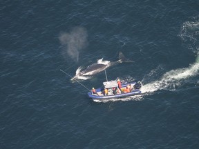 Crew members attempt to disentangle a whale in the Gulf of St. Lawrence in a handout photo. Efforts to free some endangered, entangled North Atlantic right whales continue, weather permitting, according to the federal government.