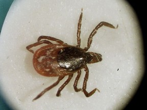 This March 2002 file photo shows a deer tick under a microscope in the entomology lab at the University of Rhode Island in South Kingstown, R.I. Lyme disease has settled so deeply into parts of Canada many public health units now just assume if you get bitten by a tick, you should be treated for lyme disease.