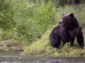 A grizzly bear is seen fishing along a river in Tweedsmuir Provincial Park near Bella Coola, B.C. on Sept 10, 2010. : A pair of Americans on a canoe trip in the Northwest Territories had to be rescued this week from an aggressive grizzly bear.
