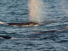 North Atlantic right whales are seen in this undated handout photo in the Gulf of St. Lawrence. A leading North Atlantic right whale researcher says a recent trip in the Gulf of St. Lawrence made multiple sightings of the endangered animals including four of the seven calves born last winter.THE CANADIAN PRESS/HO, ACCOL/NEAQ and Canadian Whale Institute *MANDATORY CREDIT*