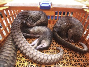 Pangolins confiscated from smugglers are put inside a container during a press conference in Medan, North Sumatra, Indonesia, on June 14, 2017. The director of Canadian wildlife enforcement says officers seized dozens of black bear parts, diet pills made from endangered African plants and the bodies of two scaly anteaters as part of an international blitz targeting smugglers and poachers in June.