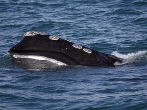 The baleen is visible on a North Atlantic right whale as it feeds on the surface of Cape Cod bay off the coast of Plymouth, Mass .on March 28, 2018.