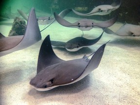 Stingrays swim through the water at the Stingray Beach pavillion in Assiniboine Park Zoo, in Winnipeg, in an undated handout photo.