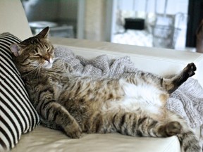 A fat cat naps peacefully on the couch. A study shows domestic cats are reaching higher peak in terms of the weight — which is a concern.