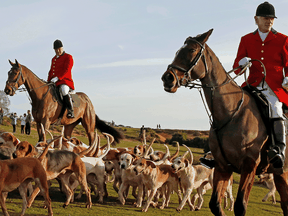 Since a ban stopped fox hunting with hounds in Britain, hunts continued with dogs chasing down a pre-laid scented trail instead of a fox.