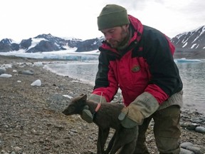 One of the scientists putting the tracking collar on the fox.