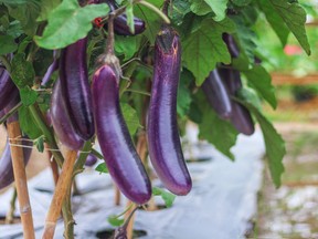 It’s projected that by 2036, more than 55 per cent of newcomers to Canada will be from China, India and the Philippines. Eggplant (pictured) and okra figure prominently in the diets of these countries.