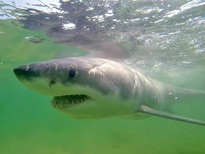 A great white shark known as "Jamison" is shown in a handout photo. It was among those tagged in a colony of sharks down off Cape Cod who show a tendency over past five years to make journeys into Canadian waters.