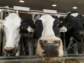 Cows feed at Lakeside Dairy in Sturgeon County on Friday, April 28, 2017.