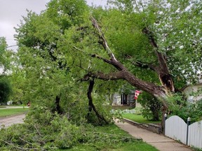 A damaged tree is shown as the city of Saskatoon is cleaning up after winds that hit almost 90 kilometres an hour toppled trees and cut power to four neighbourhoods on Thursday night. THE CANADIAN PRESS/HO-CJWW MANDATORY CREDIT