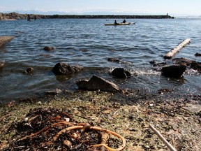 Sea lettuce near Buxton Green in Victoria, B.C. July  12, 2012.