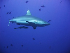 A reef shark swims in the Maldives in 2007.