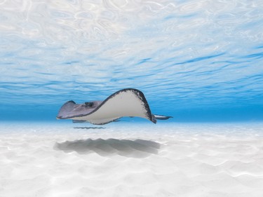 Stingrays gracefully swim on the sandbar in Grand Cayman.