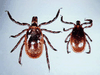 Lyme disease, spread by ticks like these, is on the rise in the United States.