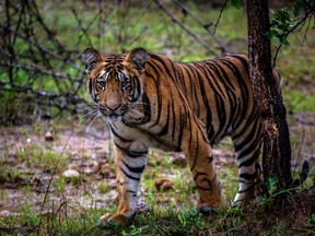 A tiger cub in the Tadoba Andhari Tiger Reserve, near Chandrapur, in the Indian state of Maharashtra, Sept. 6, 2018. A a tiger blamed for injuring villagers was clubbed to death in the northern state of Uttar Pradesh.
News channels aired footage of more than 40 villagers beating the female to death with sticks and clubs.