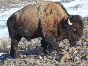 A bison bull in Yellowstone National Park.