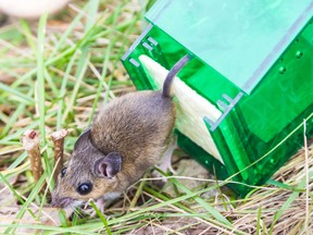 Mouse released from green plastic humane mouse trap