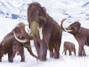 An illustration of a family of Woolly Mammoths grazing on what is left of the grasses as winter approaches in this ice age scene.