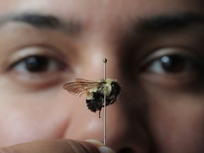 Sheila Colla of the Wildlife Preservation Canada pollinator program looks a tthe male rusty-patched bumble bee that she found in 2005 — one of only three found in eight years of searching. None have been seen since 2009.