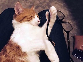 Paddles, the Prime Minister of New Zealand's cat is seen holding a pair of glasses with her extra opposable thumb — her polydactyly is part of what made her famous.