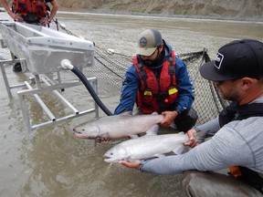 Migrating salmon, which were caught in a net, are held during a tagging operation near the Big Bar landslide on the Fraser River northwest of Clinton, British Columbia, Canada July 18, 2019. Picture taken July 18, 2019.