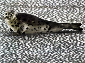 A new report says cod stocks in the southern Gulf of St. Lawrence could be driven to extinction by mid-century and identifies grey seals as the main cause. A female grey seal moves over thin ice near the shore in Canso, N.S. on Thursday, Jan. 20, 2005.