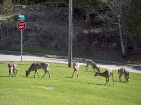 Deer graze on a grassy area in a Saint John, N.B. neighbourhood on May 5, 2018. The New Brunswick government will launch a controlled bow hunt within the City of Saint John this fall in an effort to reduce the number of deer becoming a nuisance within populated areas. A public meeting is set for Wednesday evening to explain the program to residents of the Millidgeville area of Saint John who have been complaining about deer roaming the streets and destroying gardens.