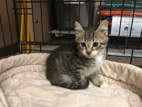 The Regina Humane Society says it's caring for 79 cats and kittens after they were seized from a home. One of the cats seized is seen in a recent handout photo.