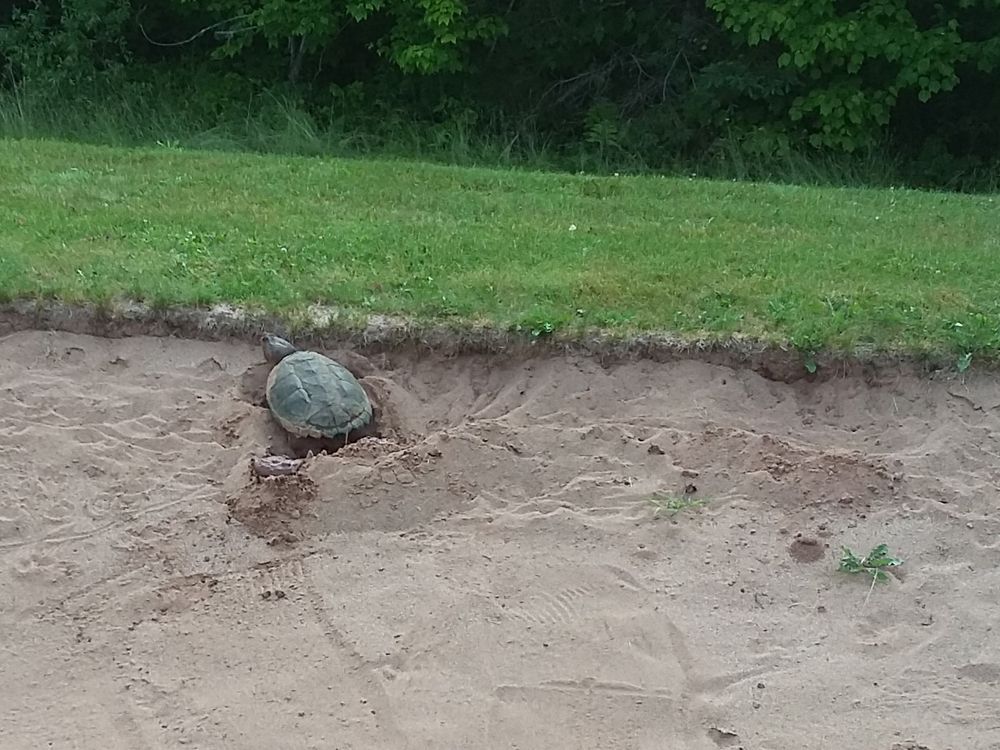 Snapping turtle lays eggs on N.S. golf course, roping seventh hole sand