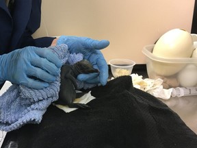 Zookeepers in Calgary have rescued an unhatched penguin chick after patching its badly-damaged shell with pieces of another egg. The recently-hatched king penguin chick is seen being tended to at the Calgary Zoo in a recent handout photo.