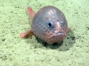 A football fish photographed in the Verrill canyon by a National Oceanic and Atmospheric Administration research ship's remotedly operated vessel, off Nova Scotia is seen in an undated photo provided August 31, 2019. Scientists at Canada's major fisheries research centre are watching an underwater livestream with excitement this weekend as two remotely operated vehicles scan the waters off Nova Scotia for rare or unknown species. THE CANADIAN PRESS/HO, DFO