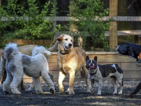 Chubbs, a golden retriever puppy, center, romps with his canine pals at the dog park in Chevy Chase Village.