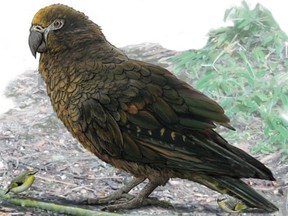 Scientists have uncovered the existence of an ancient large parrot, one metre tall, which might have eaten other smaller parrots.