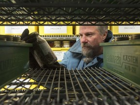Donnie McPhee, Coordinator of the National Tree Seed Centre of Natural Resources Canada, holds a collection of Black Ash seeds in a deep-freeze vault that stores seeds of Canada's tree species of conservational concern, in Fredericton, N.B., Monday, Aug. 26, 2019.
