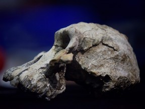 A picture taken on August 28, 2019 shows a 3.8 million-year-old skull of an early human, known as 'MRD' and belonging to the species Australopithecus anamensis, displayed during its presentation in Addis Ababa.
