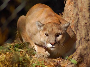 Gallant told Kelowna Now that she was about two kilometres deep into the trail when she saw a cougar in the distance.