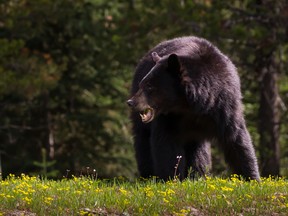 The bear attacked one of the dogs and then the man jumped on the bear and began punching it, but the bear remained focused on the dog until both bear and man rolled into the ditch.