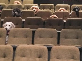 Typically, the dogs are trained to sit at their handler's feet or under the seat, but some of them were interested in the show itself and peeked their heads through the holes between the seats to watch the performance.