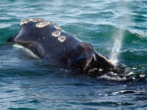 A North Atlantic right whale feeds on the surface of Cape Cod bay off the coast of Plymouth, Mass. on March 28, 2018.