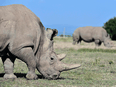 Najin (foreground), 30, and daughter Fatu, 19, the last two northern white rhinos left on the planet, graze in their secured paddock on Aug. 23, 2019 at the Ol Pejeta Conservancy in Nanyuki, Kenya.