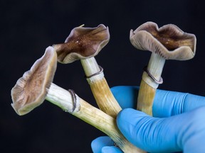 Psilocybe cubensis - fresh magic mushrooms.