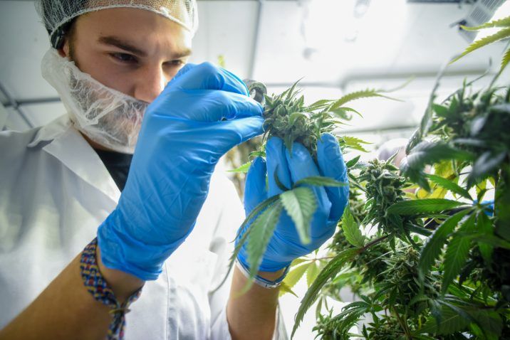 Niagara College Canada has a one-year program in commercial cannabis production.
