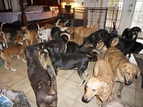 A photo from Chella Phillips' Facebook page shows some of the almost 100 rescue dogs she took into her home during Hurricane Dorian in the Bahamas.