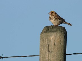 A savannah sparrow sings near Nightingale, Alta., on Wednesday May 14, 2014.