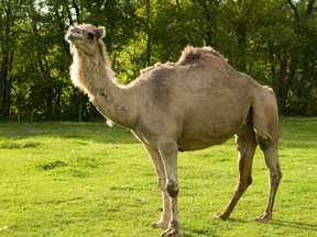 A camel from Bowmanvile Zoo. A woman said she bit  a Louisiana camel's testicles after he sat on her for entering the enclosure.