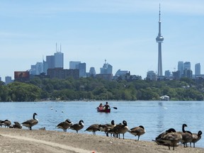 Canadian Geese watch on the beach as people paddle in a canoe on Lake Ontario in Toronto on Monday, July 15, 2019. In Canada's largest city, raw sewage flows into Lake Ontario so often, Toronto tells people they should never swim off the city's beaches for least two days after it rains.