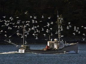 A lobster boat is escorted by a flock of sea gulls as it heads to port in Eastern Passage, N.S. on Monday, Dec. 29, 2008. An Indigenous band in eastern Quebec is challenging the limits of its commercial fishing licence, saying the federal government should allow the fishermen of Listuguj to sell lobster caught during its fall fishery in the Bay of Chaleur.